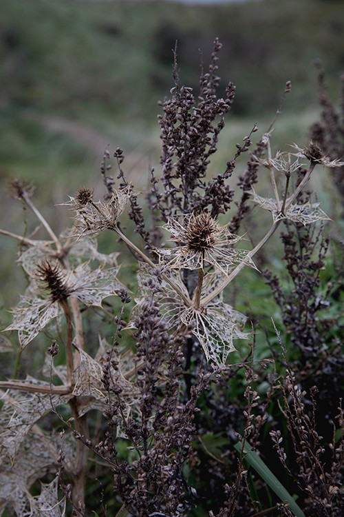 In between marram grass