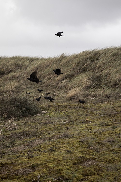 In between marram grass